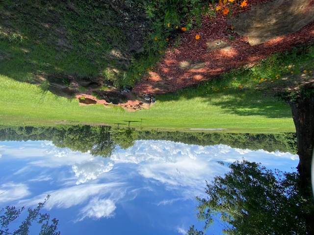 Sunlit meadow on the 50-acre Camplee property in East Texas